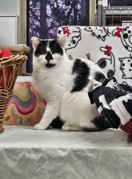 Rescue Domestic Short Hair Cats for Adoption in Kingston, New York - Crescent | PetCurious