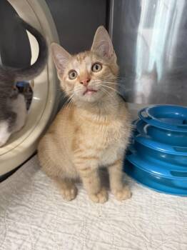 Tater-Tot -  Domestic Short Hair Cat for Adoption in Emerald Isle, North Carolina - Tater-Tot | PetCurious