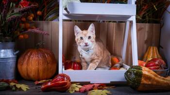 Rescue Tabby Cats for Adoption in Lucas, Texas - Hercules | PetCurious