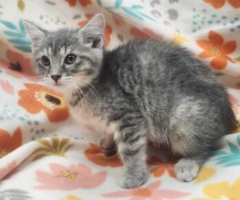 Domestic Short Hair Cats Available for Adoption in Little Rock, Arkansas - Samantha | PetCurious