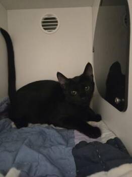 Josey -  Domestic Short Hair Cat for Adoption in Savannah, Georgia - Josey | PetCurious
