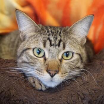Jared -  Domestic Short Hair Cat for Adoption in Salt Lake City, Utah - Jared | PetCurious