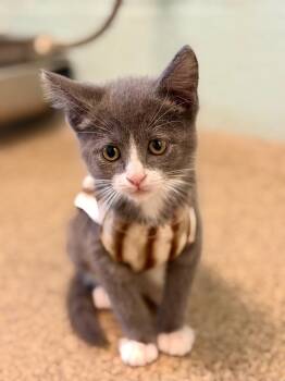 Domestic Short Hair Cats Available for Adoption in Cape Coral, Florida - Custard | PetCurious