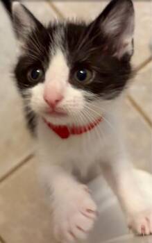 Pebbles -  Domestic Short Hair Cat for Adoption in North Babylon, New York - Pebbles | PetCurious