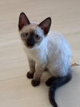 Austin -  Siamese Cat for Adoption in Parlier, California - Austin | PetCurious