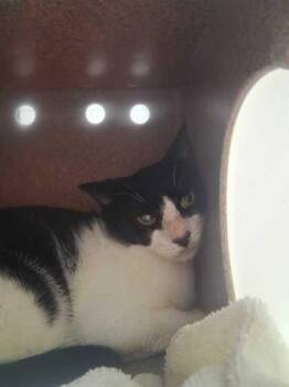 Catchme -  Domestic Short Hair Cat for Adoption in Sevierville, Tennessee - Catchme | PetCurious