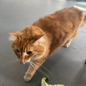 Ginger -  Domestic Long Hair Cat for Adoption in Lehigh Acres, Florida - Ginger | PetCurious