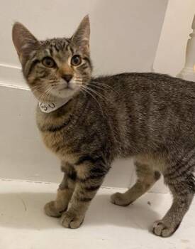 Domestic Short Hair Cats Available for Adoption - Flo | PetCurious