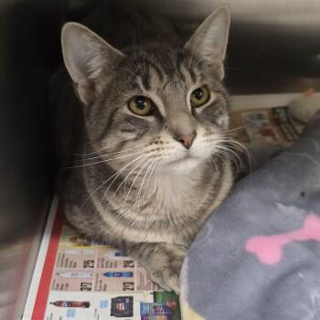 Rescue Domestic Short Hair Cats for Adoption in Edison, New Jersey - Edwina | PetCurious