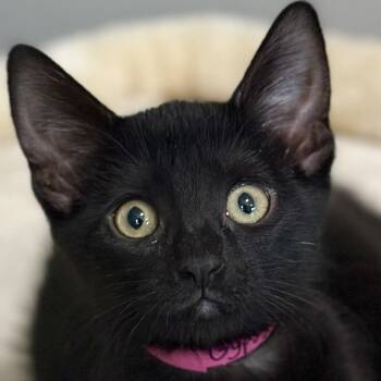 Gypsy -  Domestic Short Hair Cat for Adoption in Victor, New York - Gypsy | PetCurious