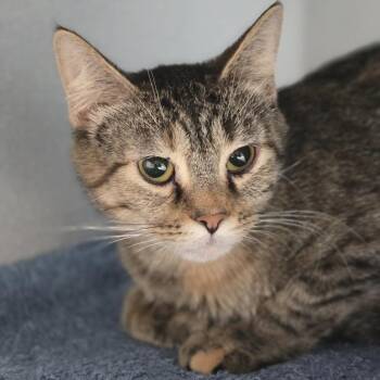 Manchester Esther -  Domestic Short Hair Cat for Adoption in Pittsburgh, Pennsylvania - Manchester Esther | PetCurious