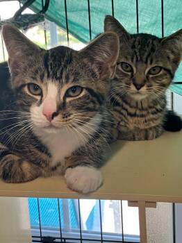 Yamaha (Kathy kitten 2) -  Domestic Short Hair Cat for Adoption in Lunenburg, Massachusetts - Yamaha (Kathy Kitten 2) | PetCurious