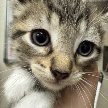 Sprinkles -  Domestic Short Hair Cat for Adoption in Pekin, Illinois - Sprinkles | PetCurious