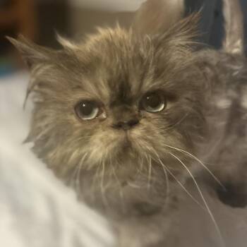 Big Little -  Persian Cat for Adoption in Philadelphia, Pennsylvania - Big Little | PetCurious