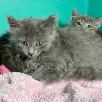 Calista -  Domestic Medium Hair Cat for Adoption in Owosso, Michigan - Calista | PetCurious