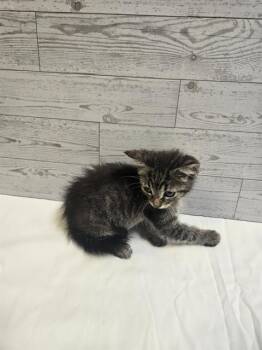 Rescue Domestic Medium Hair Cats for Adoption in Modesto, California - A601883 | PetCurious