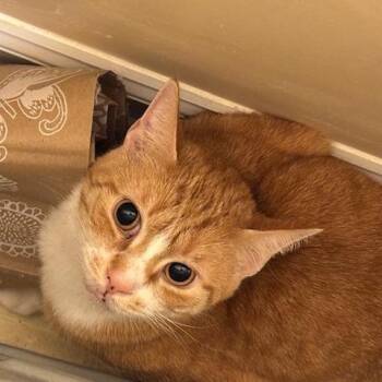 Domestic Short Hair Cats Available for Adoption in Roanoke, Virginia - Ember | PetCurious
