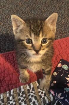 Cloud -  Domestic Short Hair Cat Available for Adoption in Cape Coral, Florida - Cloud | PetCurious
