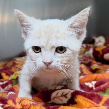 Ladybug -  Domestic Short Hair Cat for Adoption in Michigan City, Indiana - Ladybug | PetCurious