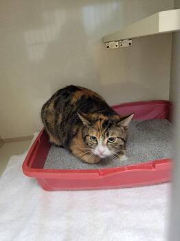 Domestic Short Hair Cats Available for Adoption - Cally-coo | PetCurious