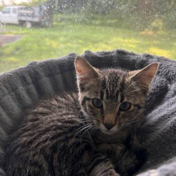 Basel -  Domestic Short Hair Cat for Adoption in Richmond, Virginia - Basel | PetCurious