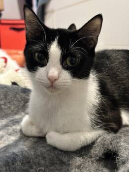 Hope -  Tuxedo Cat for Adoption in Rockville, Maryland - Hope | PetCurious