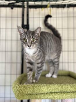 Tabby and Domestic Short Hair Cats Available for Adoption - Guido (loyal / Affectionate / Gentle) | PetCurious