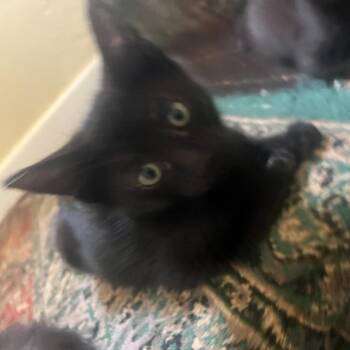 Avril -  Domestic Short Hair Cat for Adoption in West Palm Beach, Florida - Avril | PetCurious