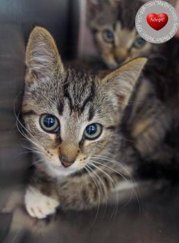 Aradia -  Domestic Short Hair Cat for Adoption in Sidney, Ohio - Aradia | PetCurious