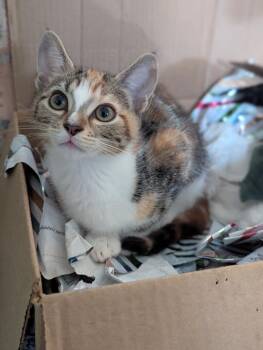 Domestic Short Hair Cats Available for Adoption - Carrot Cake | PetCurious