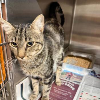 Oscar -  Domestic Short Hair Cat for Adoption in Pauls Valley, Oklahoma - Oscar | PetCurious