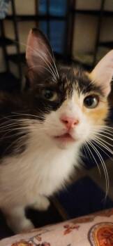 Suzy Q -  Domestic Long Hair Cat for Adoption in Clinton, Oklahoma - Suzy Q | PetCurious