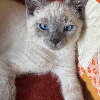 Domestic Short Hair and Siamese Cats Available for Adoption - Cousin Greg | PetCurious