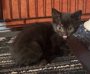Jet -  Domestic Short Hair Cat for Adoption in Saint Clairsville, Ohio - Jet | PetCurious