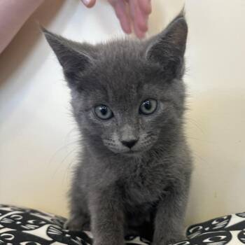 Kwik Trip -  Domestic Short Hair Cat for Adoption in Park City, Utah - Kwik Trip | PetCurious