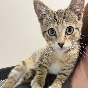 Domestic Short Hair Cats Available for Adoption in Tampa, Florida - Hazel | PetCurious