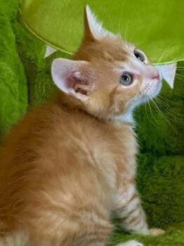 Domestic Short Hair Cats Available for Adoption in Kansas City, Missouri - Chance | PetCurious