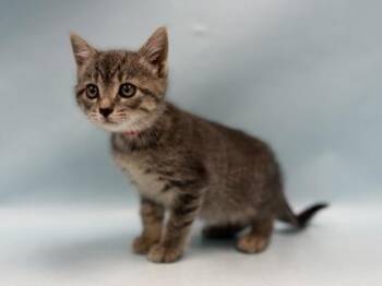 Spitfire -  Domestic Short Hair Cat for Adoption in Minneapolis, Minnesota - Spitfire | PetCurious