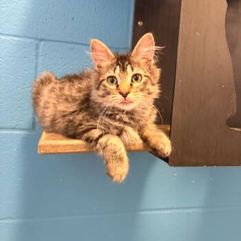 Dred Lord -  Domestic Short Hair Cat for Adoption in Carencro, Louisiana - Dred Lord | PetCurious