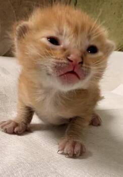 BUTTERSCOTCH -  Domestic Short Hair Cat for Adoption in Riverside, California - BUTTERSCOTCH | PetCurious