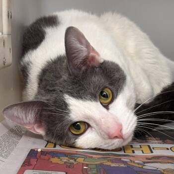 Domestic Short Hair Cats Available for Adoption in Batavia, New York - Captain | PetCurious