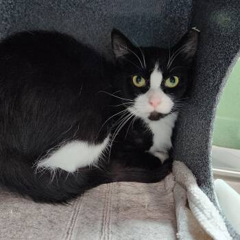 Maeve (working cat) -  Domestic Short Hair Cat for Adoption in Marshfield, Wisconsin - Maeve (working Cat) | PetCurious