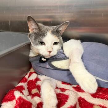 Toe Beans -  Domestic Short Hair Cat for Adoption in Austin, Texas - Toe Beans | PetCurious