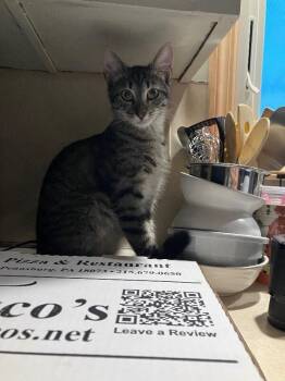 Buzz -  Domestic Short Hair Cat for Adoption - Buzz | PetCurious