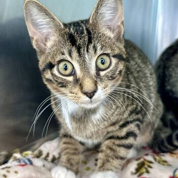 Willow -  Domestic Short Hair Cat for Adoption in Matteson, Illinois - Willow | PetCurious