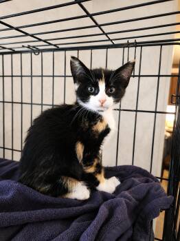 Elvira -  American Shorthair Cat for Adoption in Polk City, Florida - Elvira | PetCurious