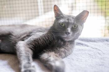 Abbie -  Domestic Medium Hair Cat for Adoption in Hilton Head Island, South Carolina - Abbie | PetCurious