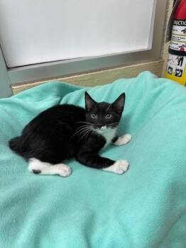 Rescue Tuxedo Cats for Adoption in Parlier, California - T-Rex | PetCurious