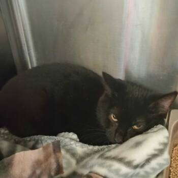 Rescue Domestic Short Hair Cats for Adoption in Davenport, Iowa - Sun Tzu | PetCurious