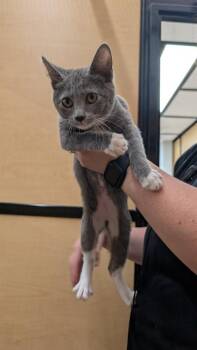 Celeste -  Domestic Short Hair Cat for Adoption in Parker, Colorado - Celeste | PetCurious